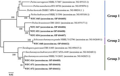 Screening low-methanol and high-aroma produced yeasts for cider fermentation by transcriptive characterization